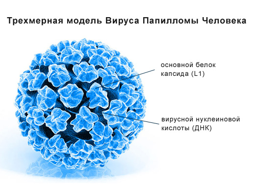 Что такое вирус папилломы человека и как его лечить