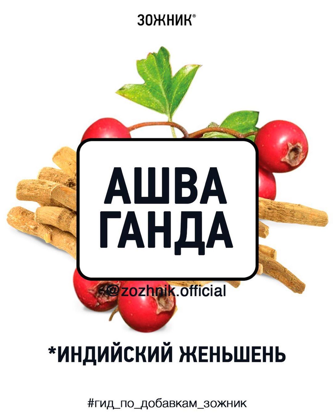 Ашваганда, она же «лошадиный запах». Энциклопедия в 10 слайдах