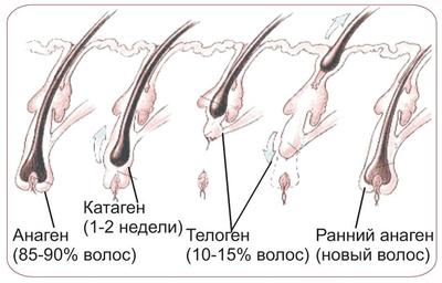 Откуда берется облысение и опасно ли оно для здоровья?