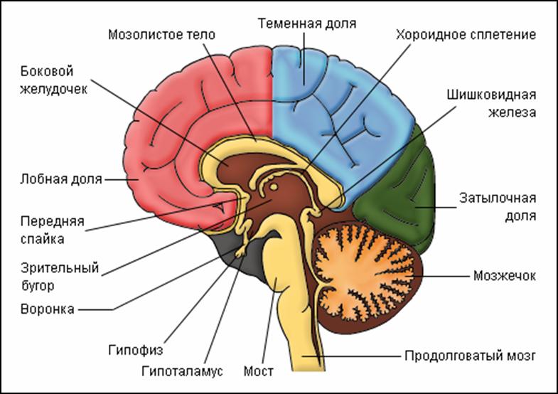 mozg-stroeniye