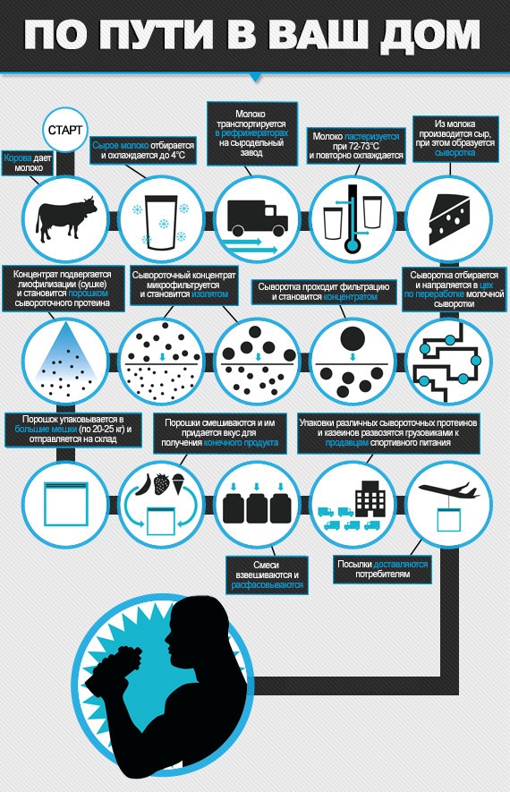 whey-protein-infographic зожник