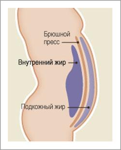 внутренний жир зожник