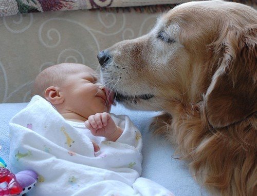 baby_dog-full