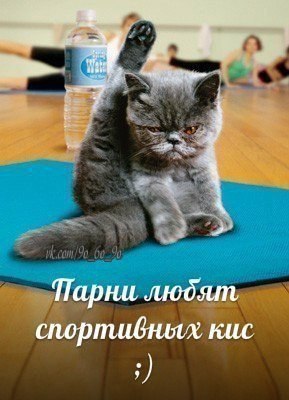 киса зожник