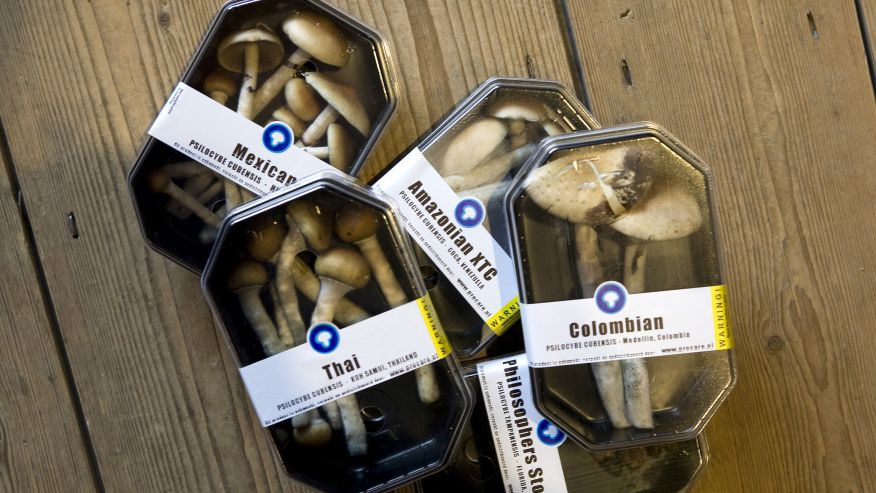 Magic mushrooms_Reuters