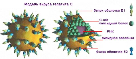 hcv