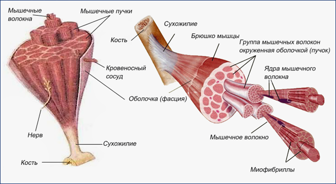 myshza