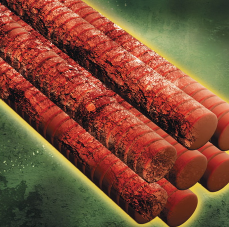 muscle-fiber