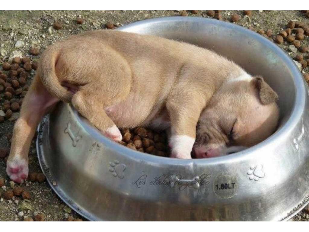 puppy-sleeping