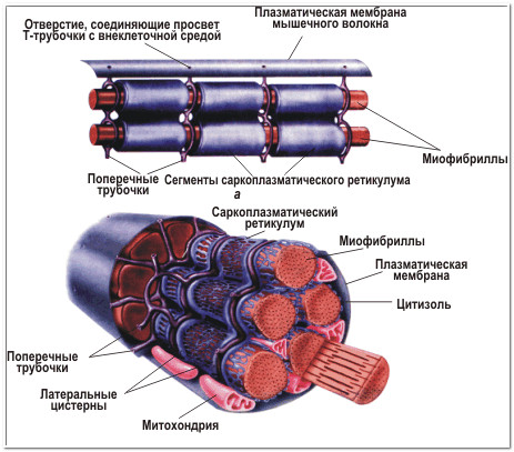 миофибриллы