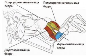 сгибания голени