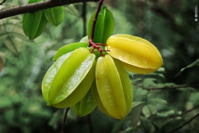 Карамбола (Carambola)
