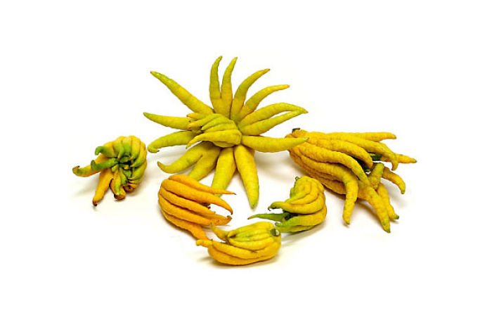 Рука Будды (Buddha's Hand)