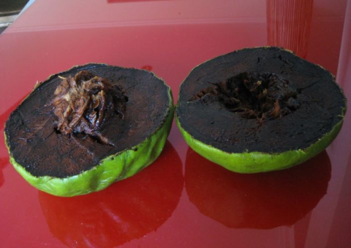 Черная сапота (плодовое дерево типа Хурма, Black Sapote)