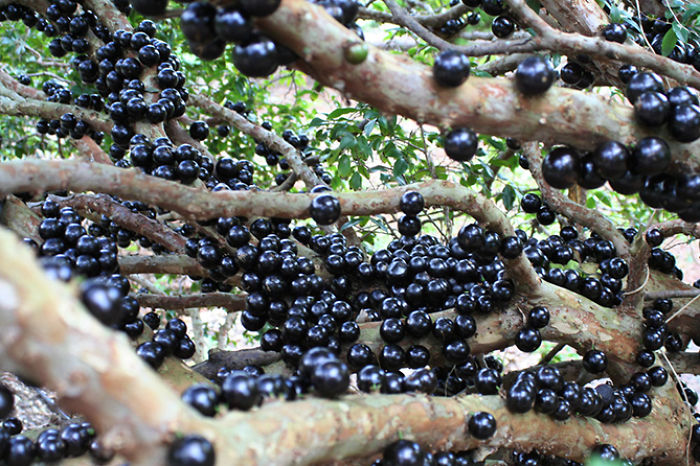 Жаботикаба (Jaboticaba)