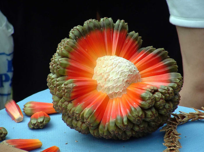 Плод дерева Хала Ака Пухала (Fruit Of The Hala Aka Puhala Tree)