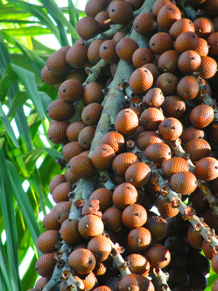 Агуайе (Aguaje)