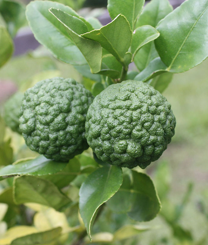 Маркут лайм (Markut Lime)