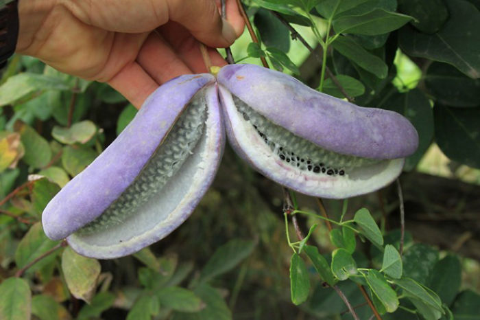 Акебия (Akebia)