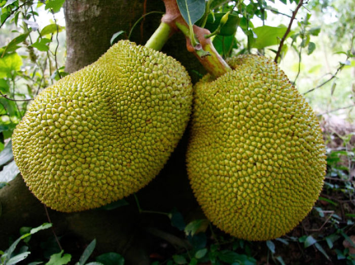Джекфрут (Jackfruit)