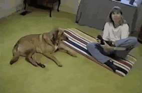 funny-animals-doing-yoga-30
