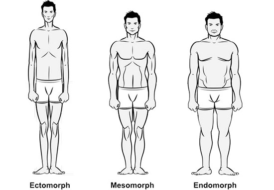 bodytypes
