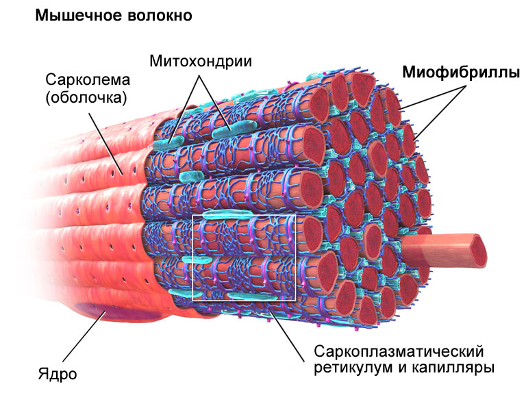 мышца1