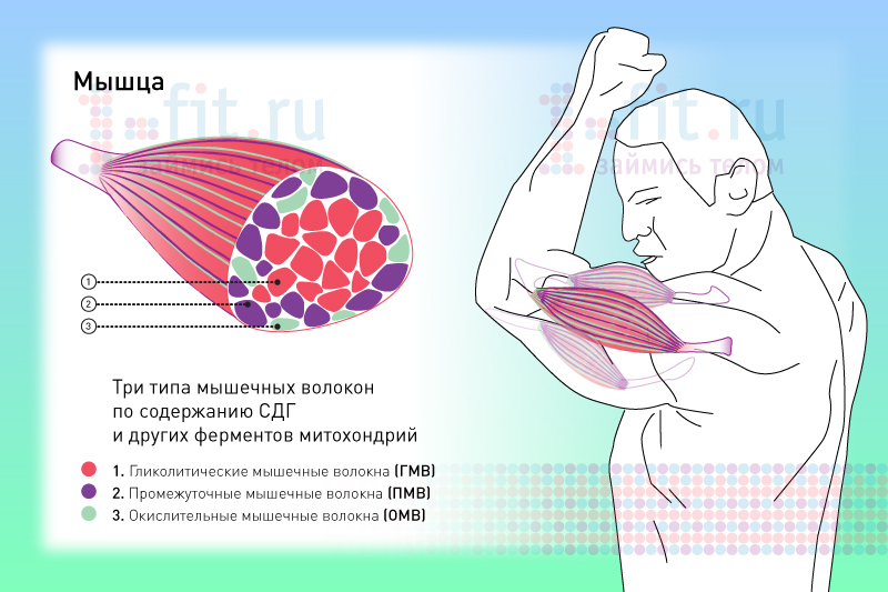 мышца2