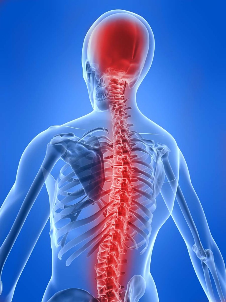 Spinal-Cordandbrain_updated