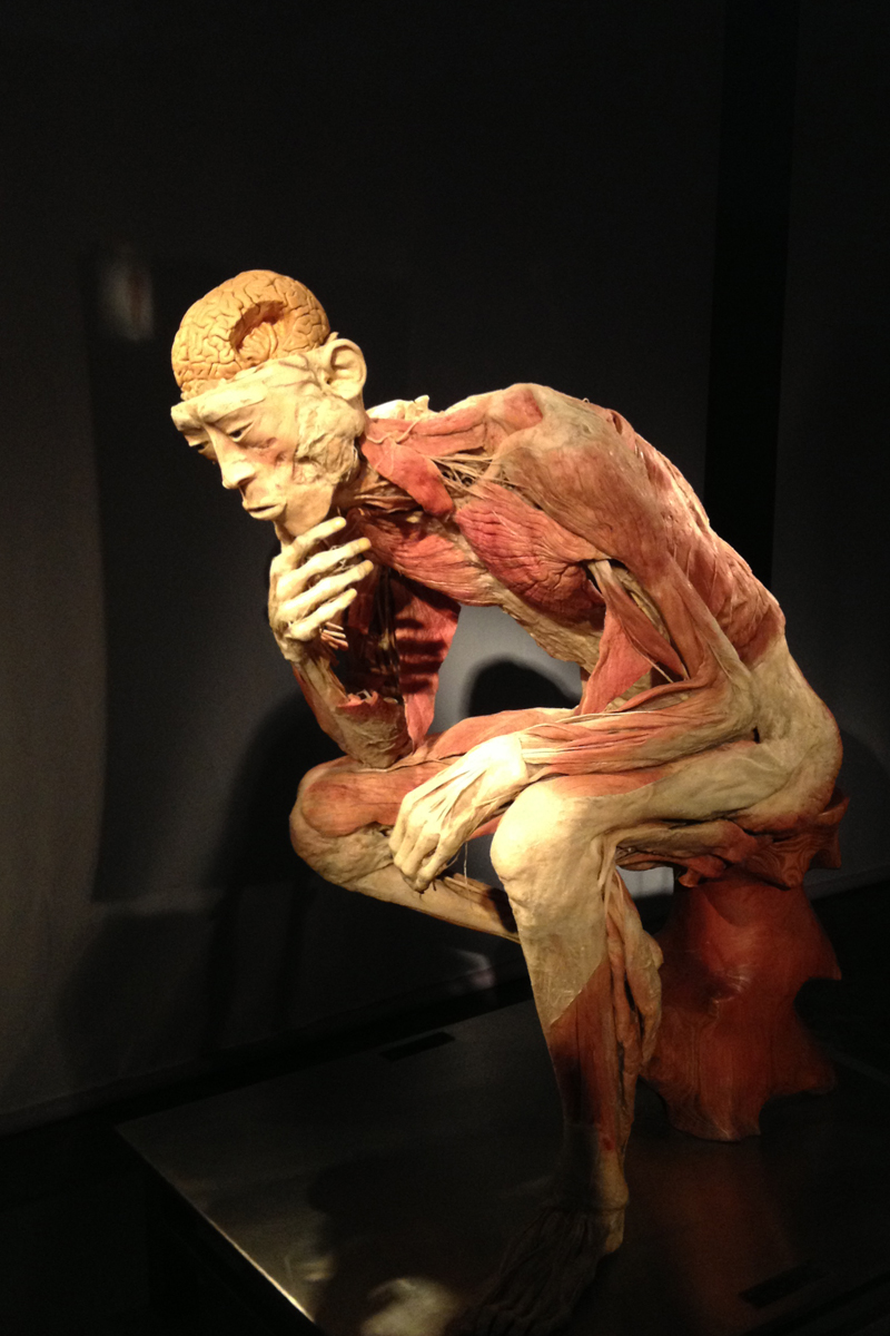 human-body01