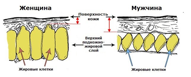 Строение женских и мужских жировых клеток - разное