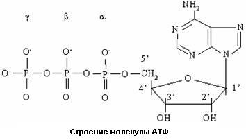 Строение молекулы АТФ