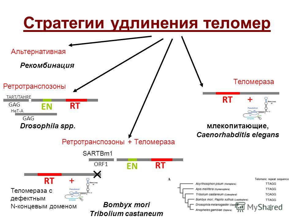 теломераза