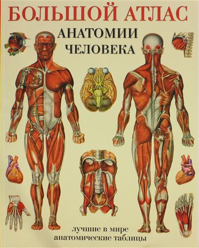 анатомия человека