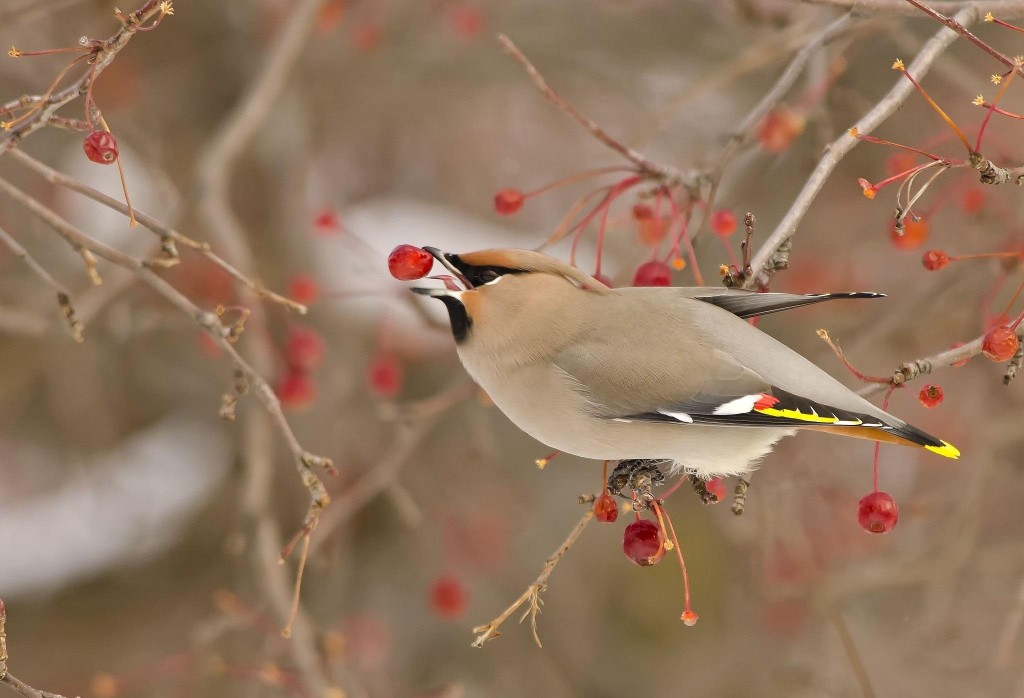 bird_on_winter_time