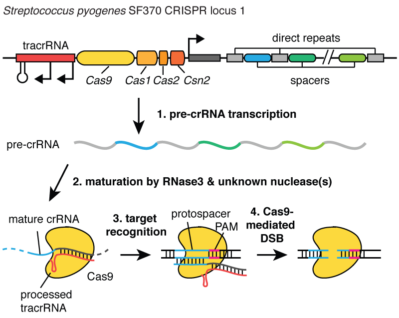 crispr_processing1