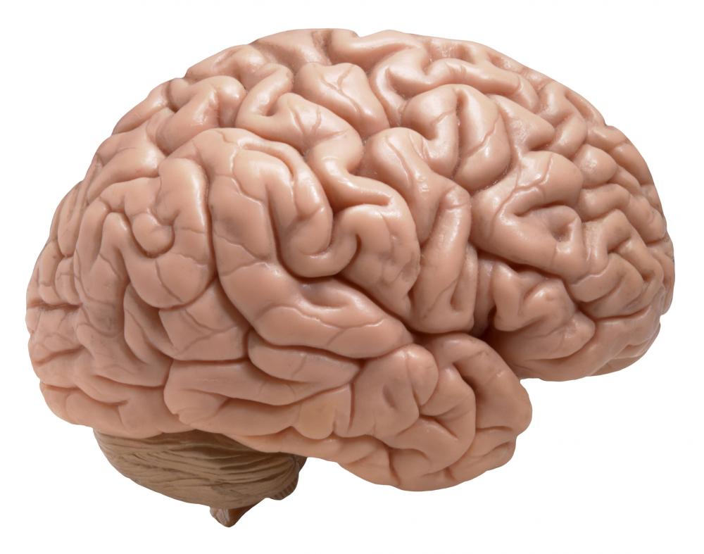Brain zozhnik