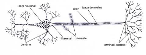 brain power