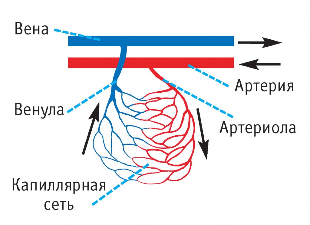 ссс строение и функции сосудов_1