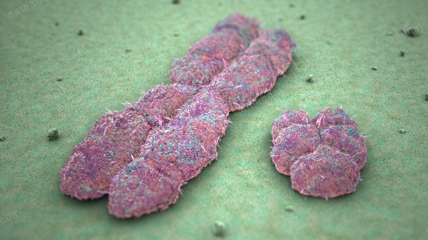 x-y-chromosomes зожник