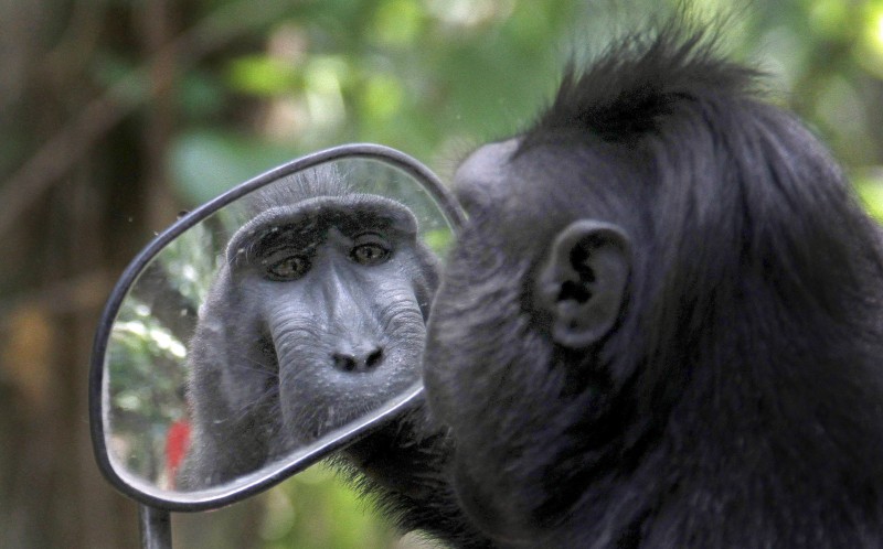 7_CATERS_VAIN_MIRROR_MACAQUE_05-800x498