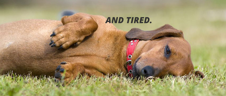 doggy-tired-slide-4