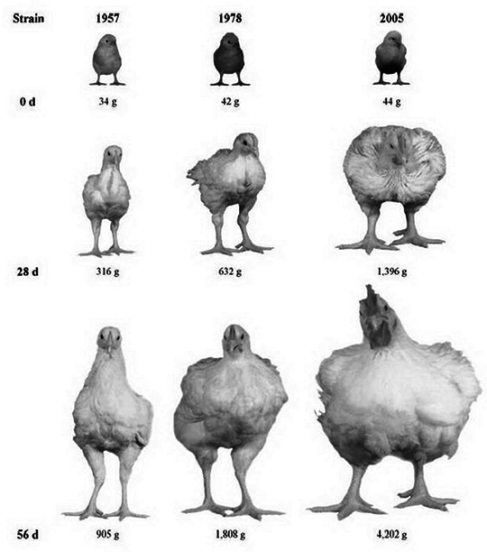 Иллюстрация из статьи «Growth, efficiency, and yield of commercial broilers from 1957, 1978, and 2005» из журнала Poultry Science (декабрь 2014-го)