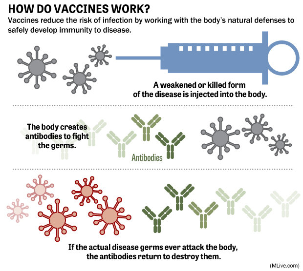 how-vaccines-workjpg-4124fe097a13d163