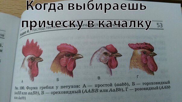 беговой_юмор24