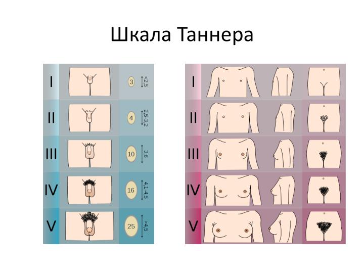 шкала таннера