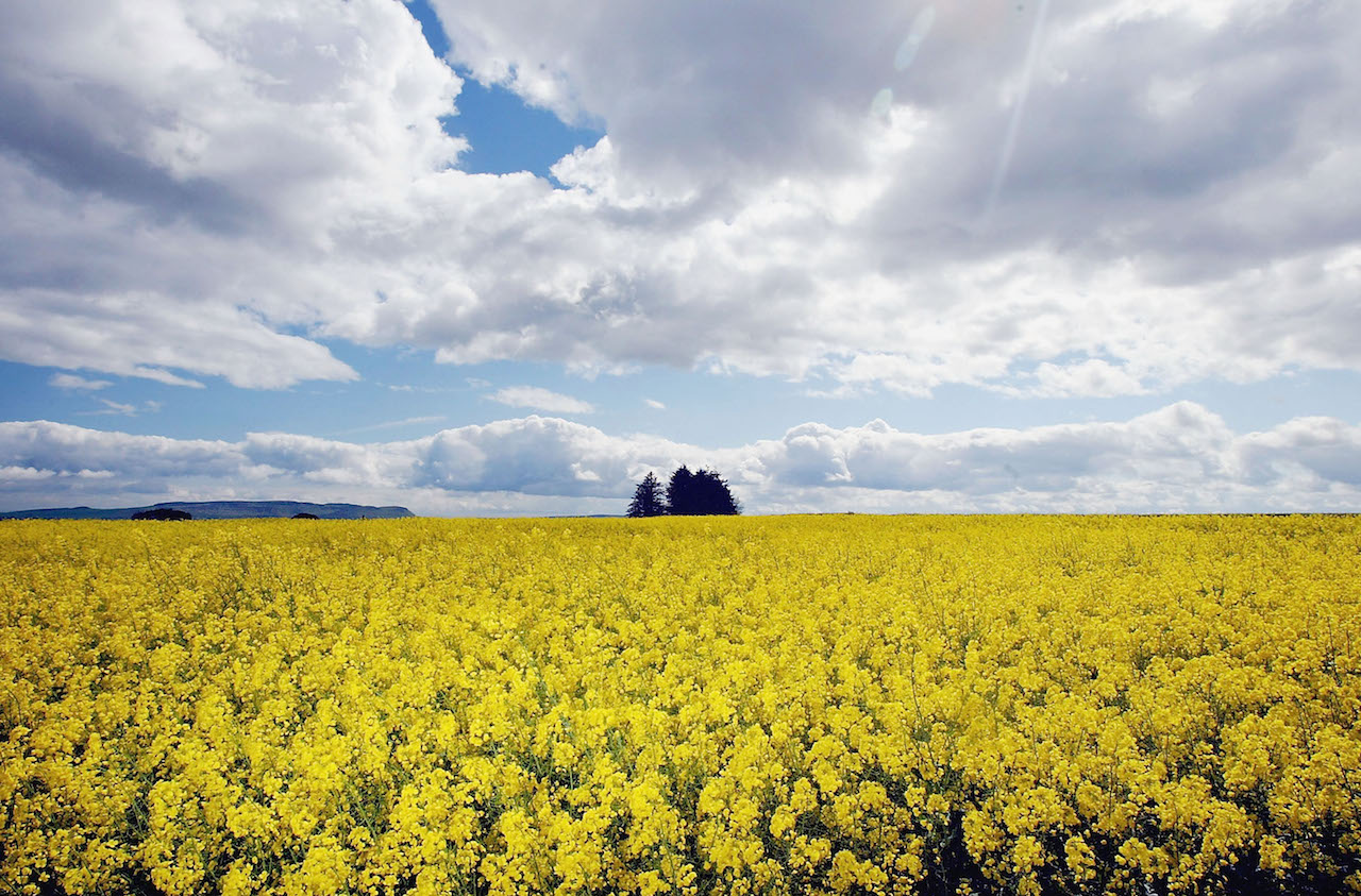 UK Government Advisors Fail To Give Clear Decision On GM Crops