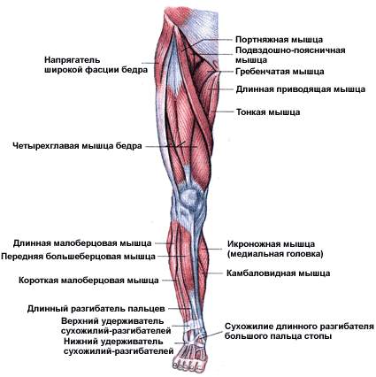 Leg_front