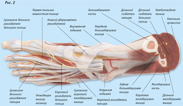 anatomiya_i_fiziologiya_stopi_03