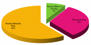 Physically-Active-Energy-Expenditure1-300x147